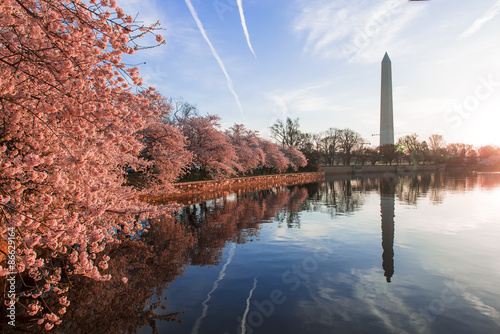 Fotomural Cherry blossoms in peak bloom. Washington D.C.