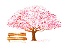 Watercolor Hand Drawn Cherry Tree And Bench On White