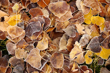 Rich Colored Leaves Laced With Frost