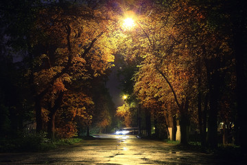 Wall Mural - Autumn night landscape in the park alley trees