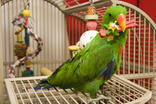 Green Eclectus With A Toy In His Beak