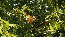 Green Branches Of Sycamore