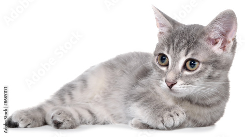 British Shorthair Tabby Kitten Lay Isolated Buy This Stock Photo