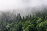 Fog Rolling In Over Lush Evergreen Forest