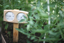 Temperature And Humidity Measuring In The Greenhouse, Thermometer In Focus