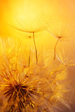Fototapeta Dmuchawce - close up of dandelion on golden background