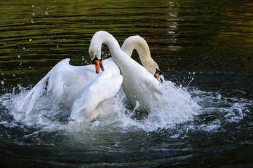 Swans