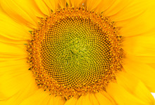 Middle Of Sunflower Close-Up