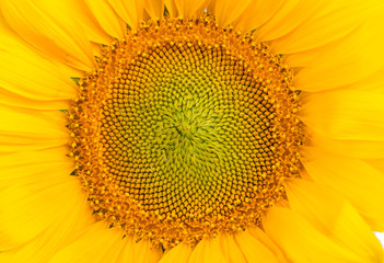 Wall Mural - Middle of Sunflower Close-Up