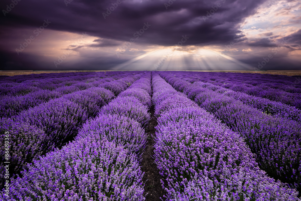 Rays over lavender field - obrazy, fototapety, plakaty 