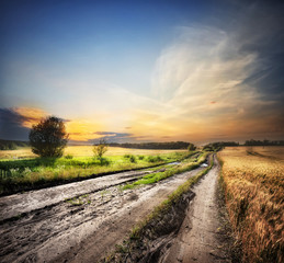 Wall Mural - country road among fields with ears