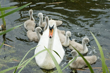 Parent Swan With Young Chicks On A Pond