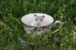 Dwarf hamster in a teacup