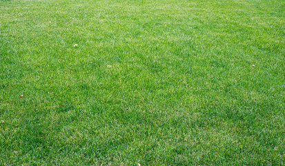 Wall Mural - green lawn