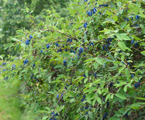 Natural honeysuckle with ripe berries in the garden