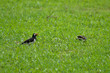 Birds in the grass field