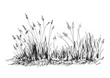 Fototapeta Konie - Hand sketch grass