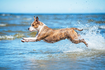 Wall Mural - American staffordshire terrier dog running with a lot of splashing in the water among the waves of the sea