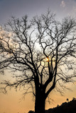 Fototapeta Sawanna - Silhouette of a tree