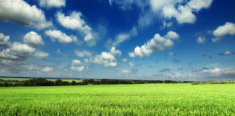 Canvas Print - Young green wheat field