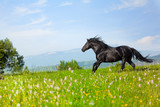 Fototapeta Konie - black horse jumps on a green meadow in a sunny day