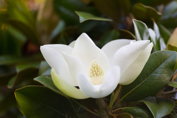 Wall Mural - Branch with a flower of a white magnolia close up