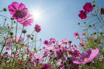 cosmos field