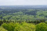 Mischwald - Harz