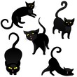 Czarne koty