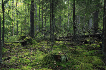 Wall Mural - summer dense forest landscape