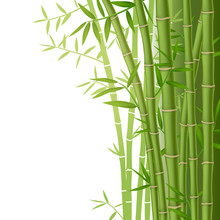 Green Bamboo Stems With Leaves On White Background