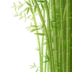  Zielony bambus wywodzi się z liści na białym tle