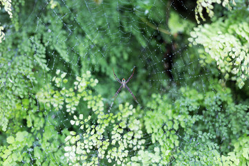 Naklejka pająk natura sieć zielony siatka