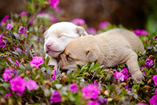Two Newborn Puppies Lying On Flowers
