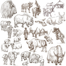 Cows And Cattle - Pack Of Animals. Hand Drawings.