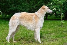 Standing Russian Wolfhound