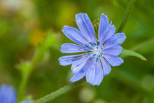 Close Up Blue Chicory Flower
