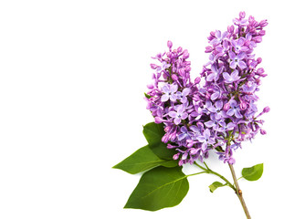 lilac flowers