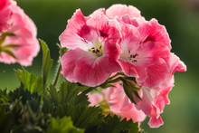 Close Up Of Pink And White Geranium In Bloom 