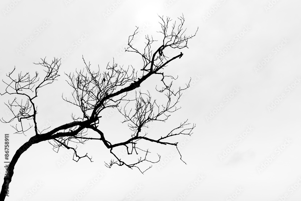 Fotografie, Obraz  Černý a bílý