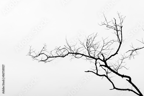 Fototapeta  Černý a bílý