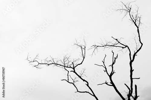 Fotografie, Obraz  Černý a bílý