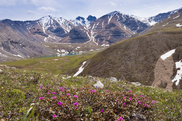 flower springs lake northern rockies bc canada