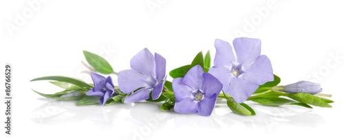 Fototapeta do kuchni Beautiful blue flowers periwinkle on white background