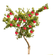 Apple Tree With Large Red Fruits