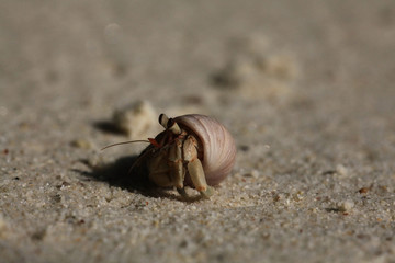 Wall Mural - crab on sand beach coast