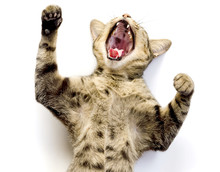 Thai Cat Yawning