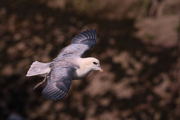 Northern Fulmar in flight over Skokholm Island cliffs 2