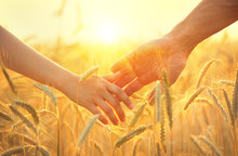 Couple taking hands and walking on golden wheat field over beautiful sunset
