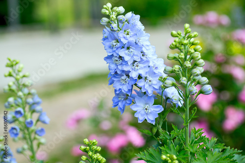 Fotografía delphinium flower growing